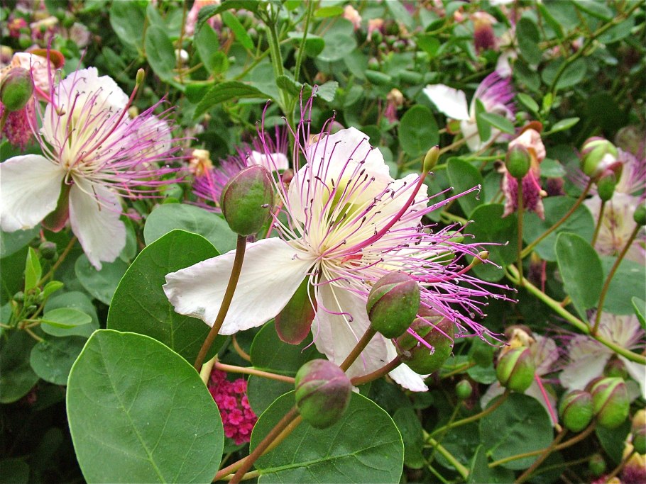 Capparis spinosa каперс