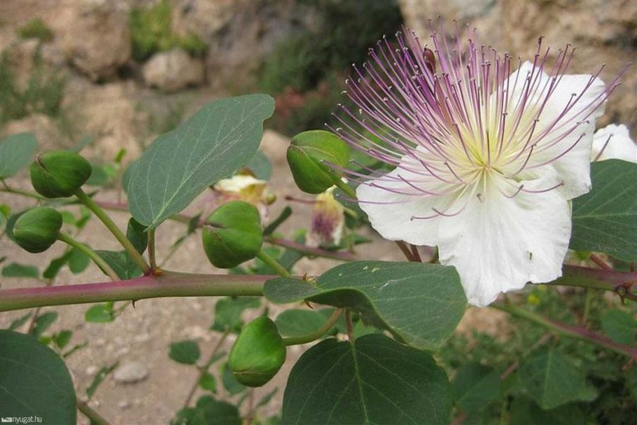 Capparis spinosa семена