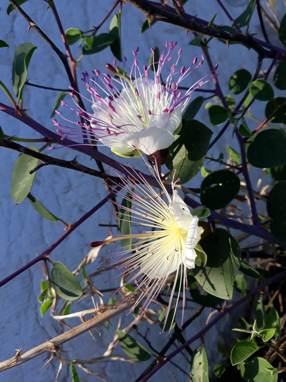 Плоды растения каперсы