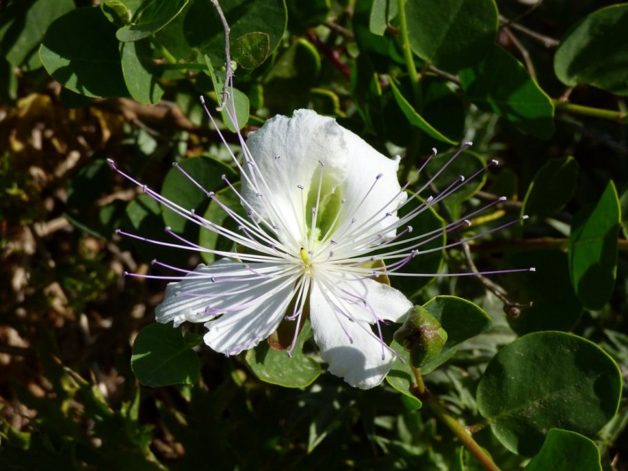 Каперсы колючие (Capparis spinosa)