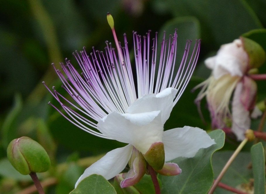 Каперсы это овощ