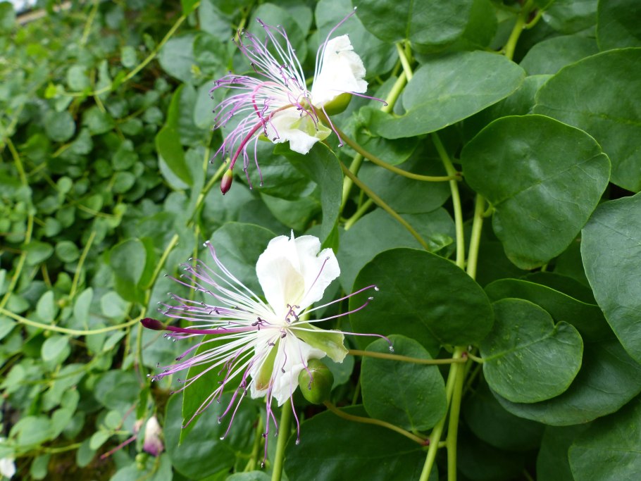 Каперсы колючие (Capparis spinosa)