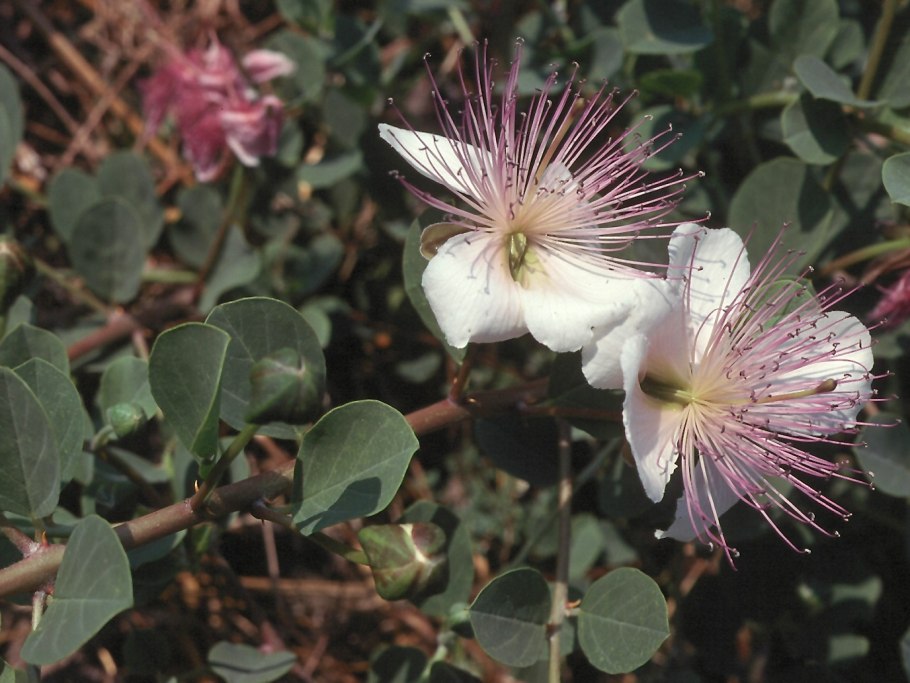 Capparis spinosa каперс