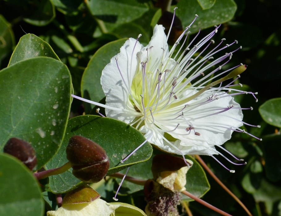 Каперсы колючие (Capparis spinosa)