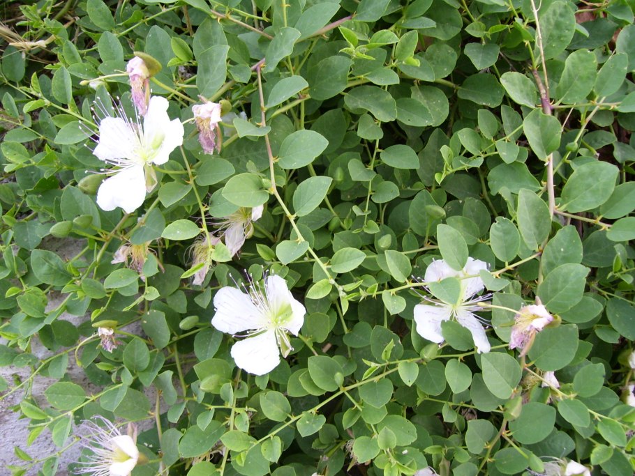 Каперсы колючие (Capparis spinosa)