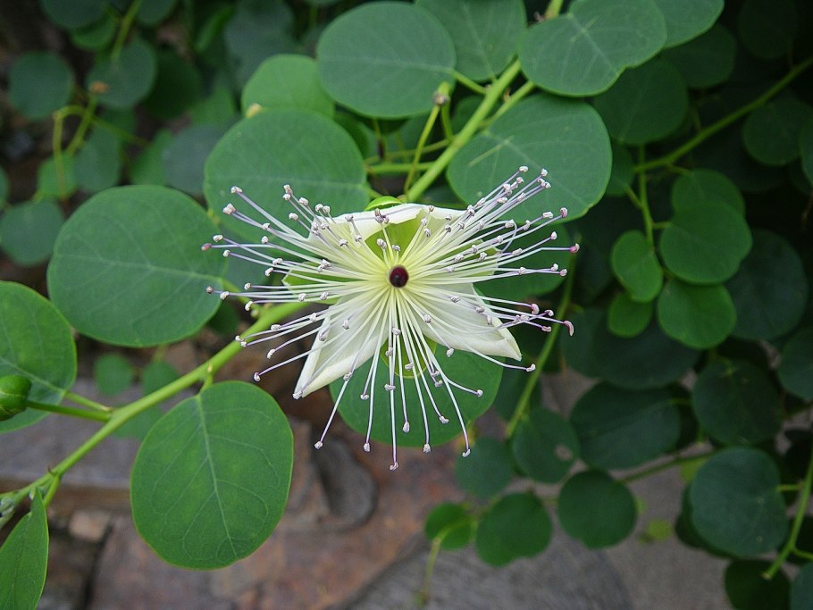 Capparis spinosa l.