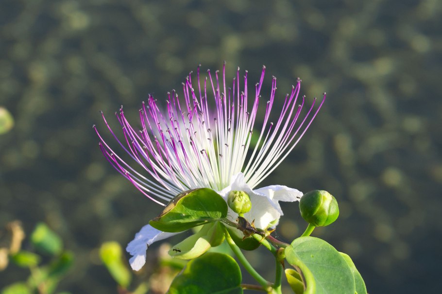 Capparis spinosa каперс