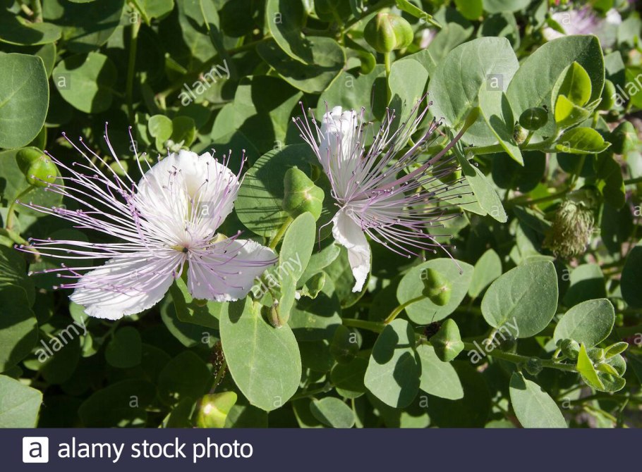 Каперсы это овощ