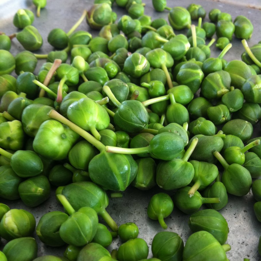 Растение Capparis spinosa