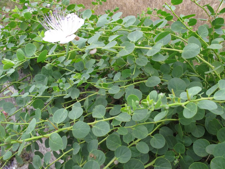 Каперсы колючие (Capparis spinosa)