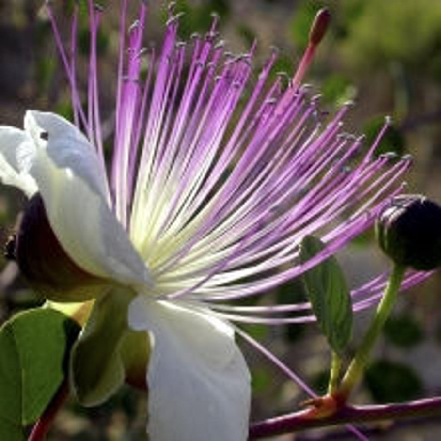 Одуванчиковые каперсы