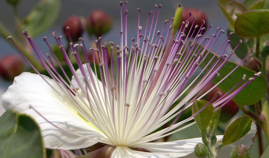 Каперсы колючие (capparis spinosa)