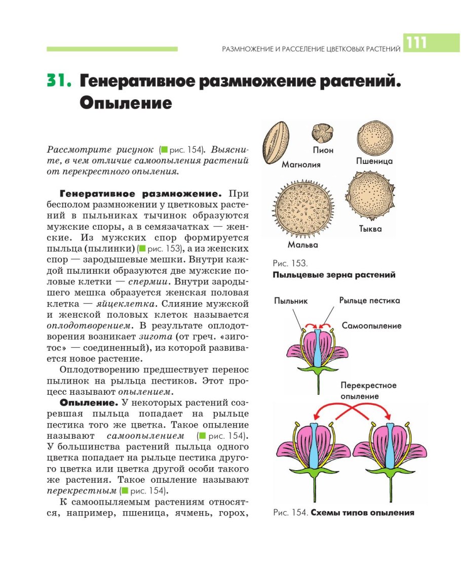 Корневые отпрыски и корневые черенки