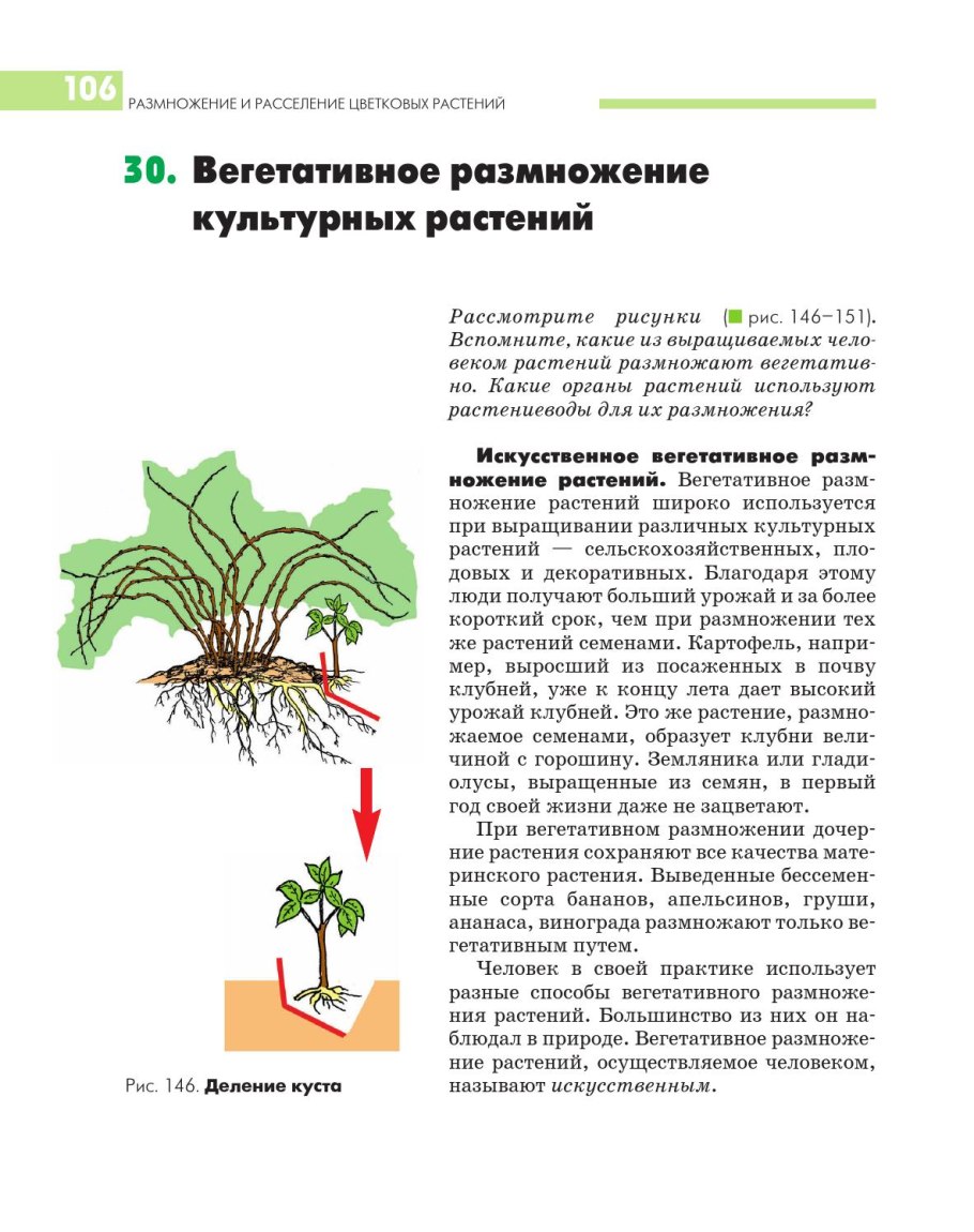 Способы вегетативного размножения растений изображённый на рисунке