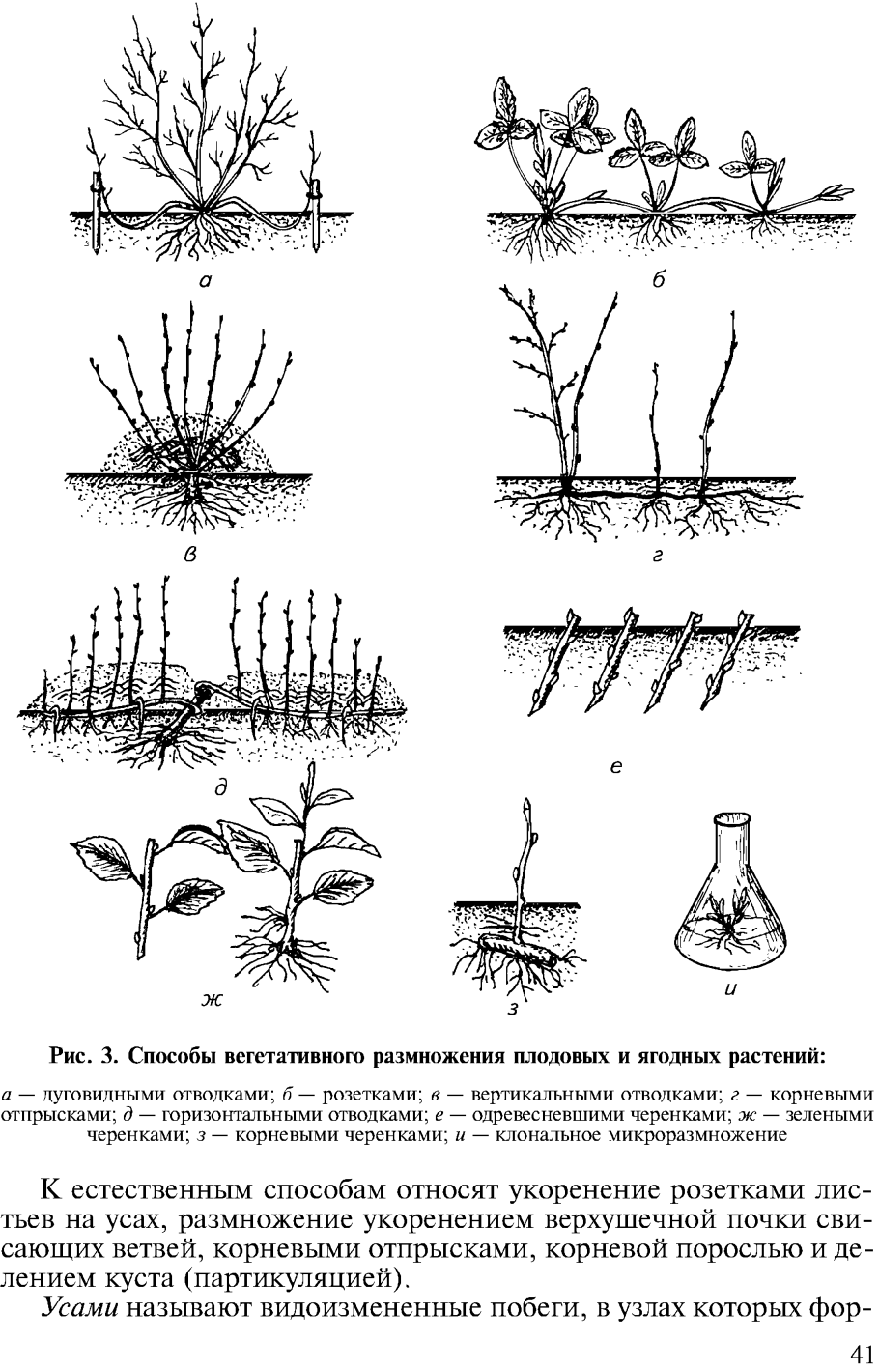 Корневая система крыжовника