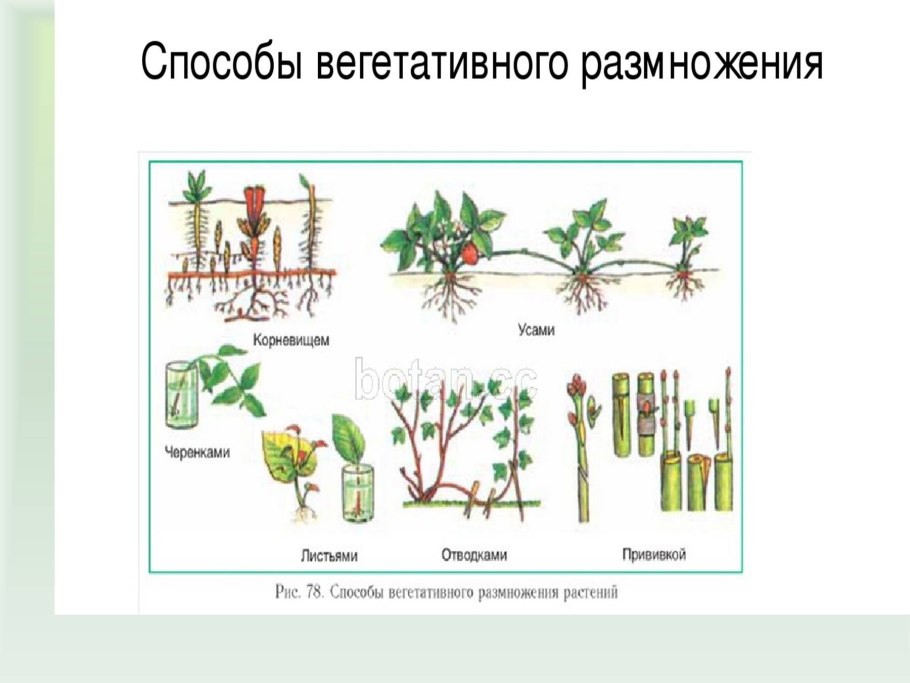 Вегетативное размножение растений отводки