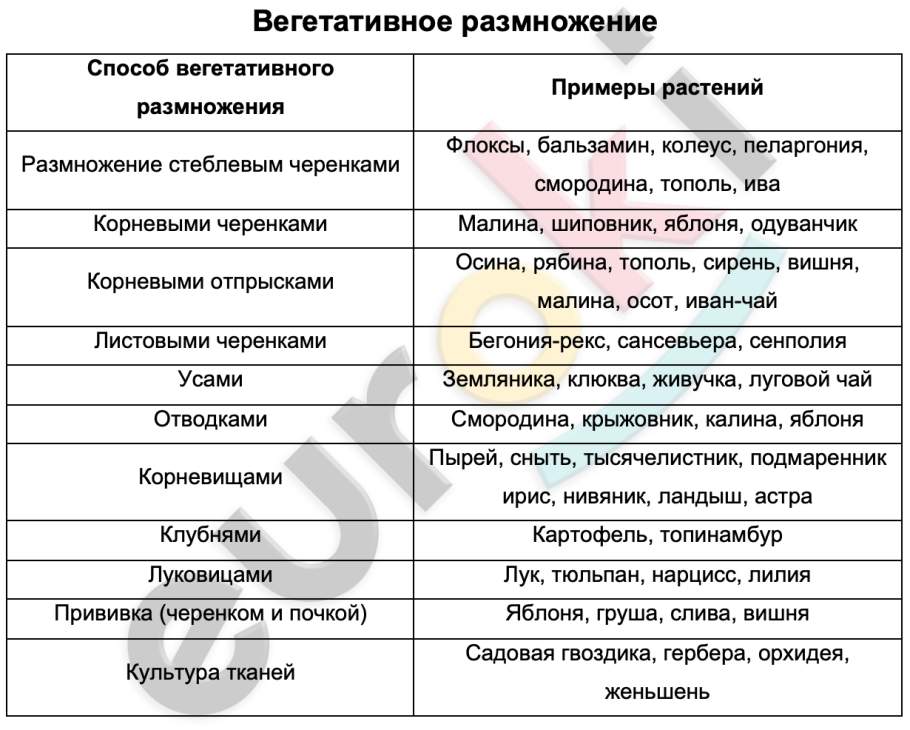 Этапы многоклонального размножения