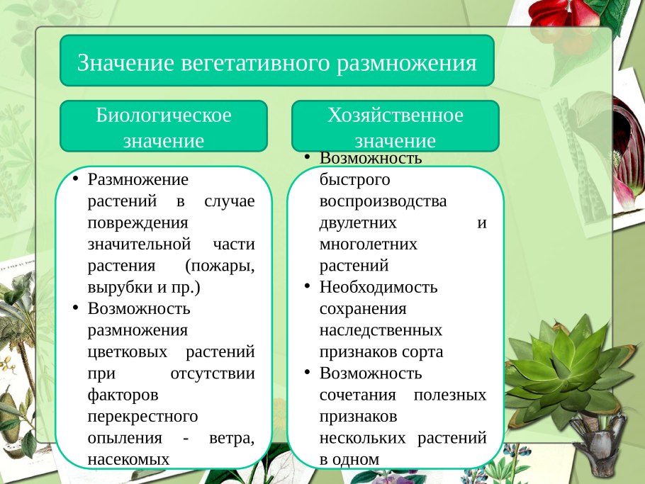 Размножение земляники усами относят к способу