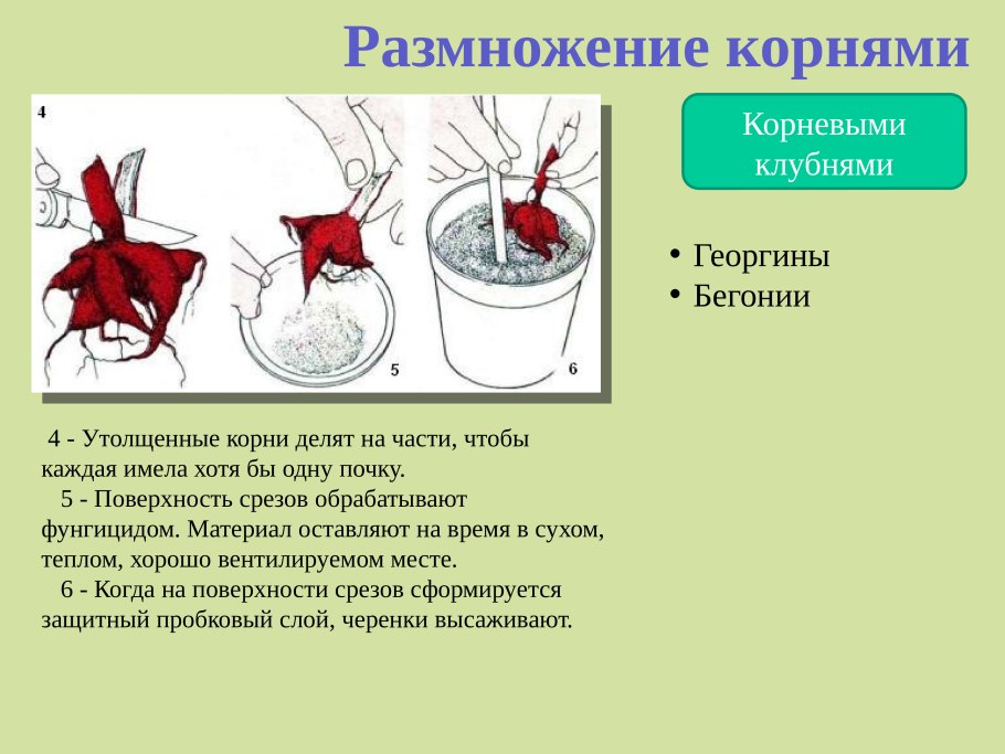 Размножение растений отводками и черенками