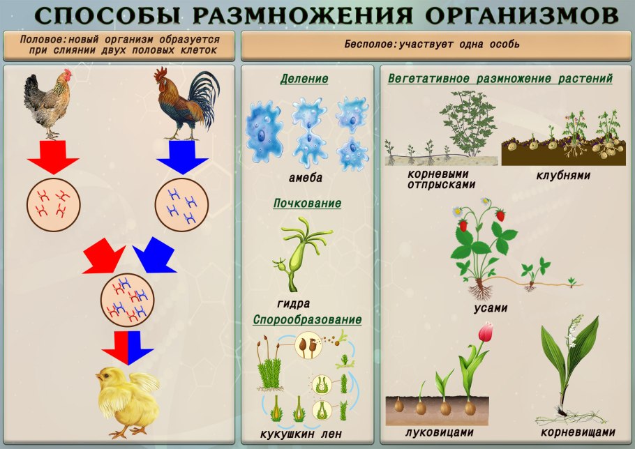 Способы размножения организмов таблица 10 класс