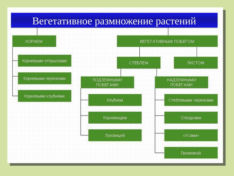Способы черенкования растений