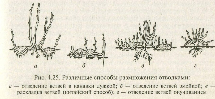 Размножение стеблевыми побегами
