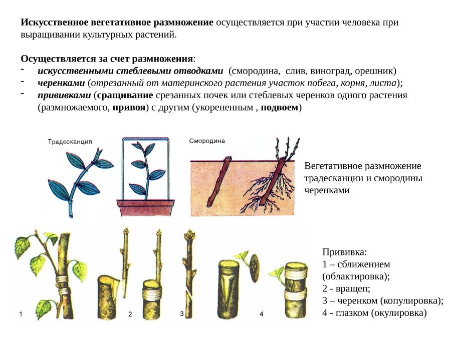 Искусственное вегетативное размножение черенкование