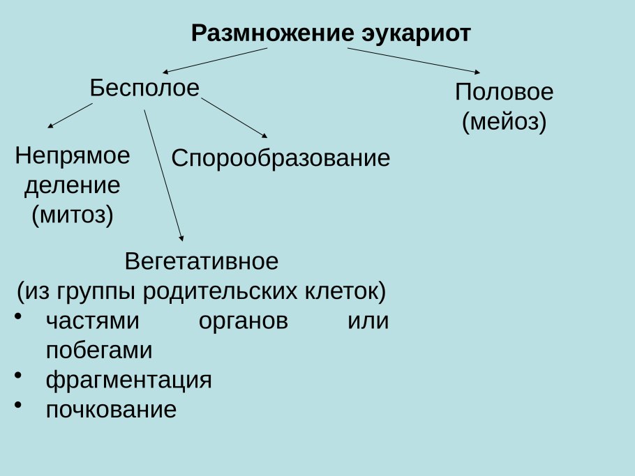 Размножение крыжовника черенками