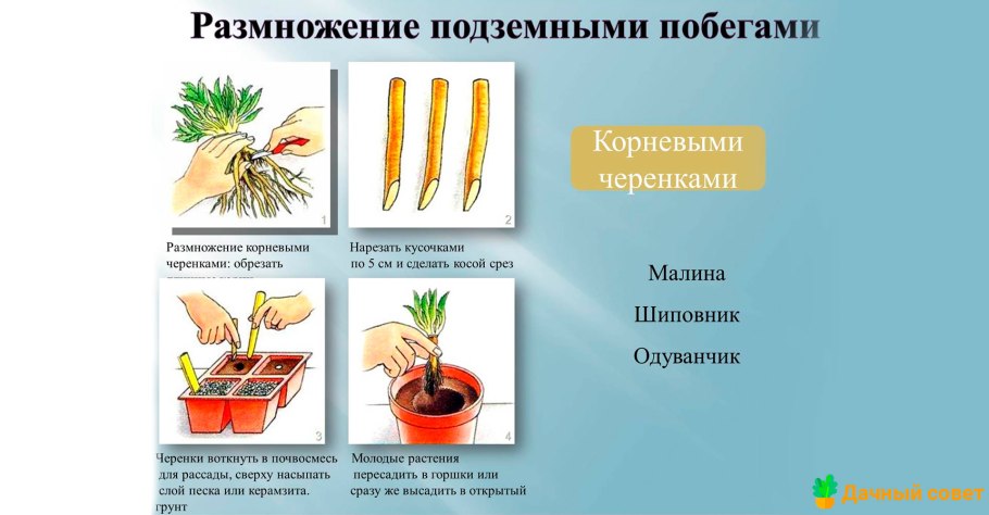 Вегетативное размножение растений черенками