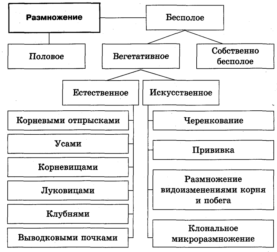 Размножение и расселение цветковых растений