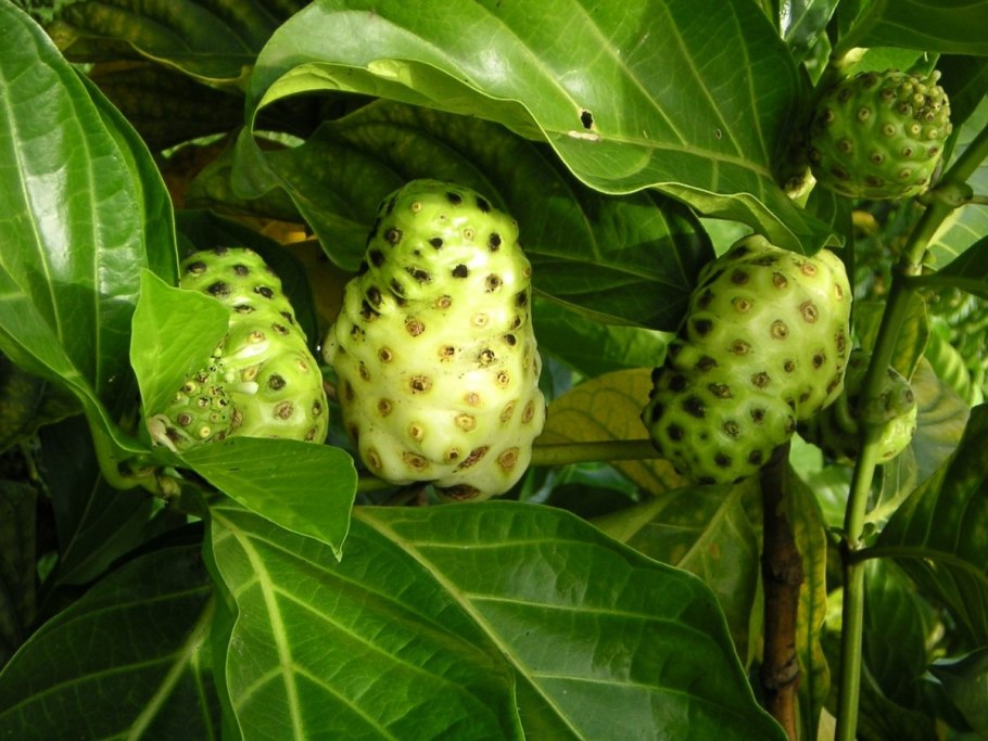 Нони Моринда