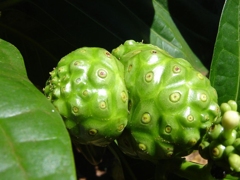 Фрукт Моринда