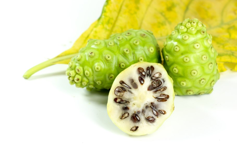 "Morinda bracteata"