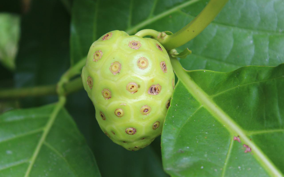 Моринда цитрусолистная