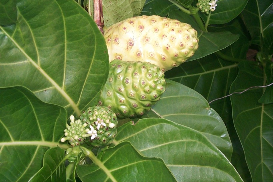 Нони Моринда