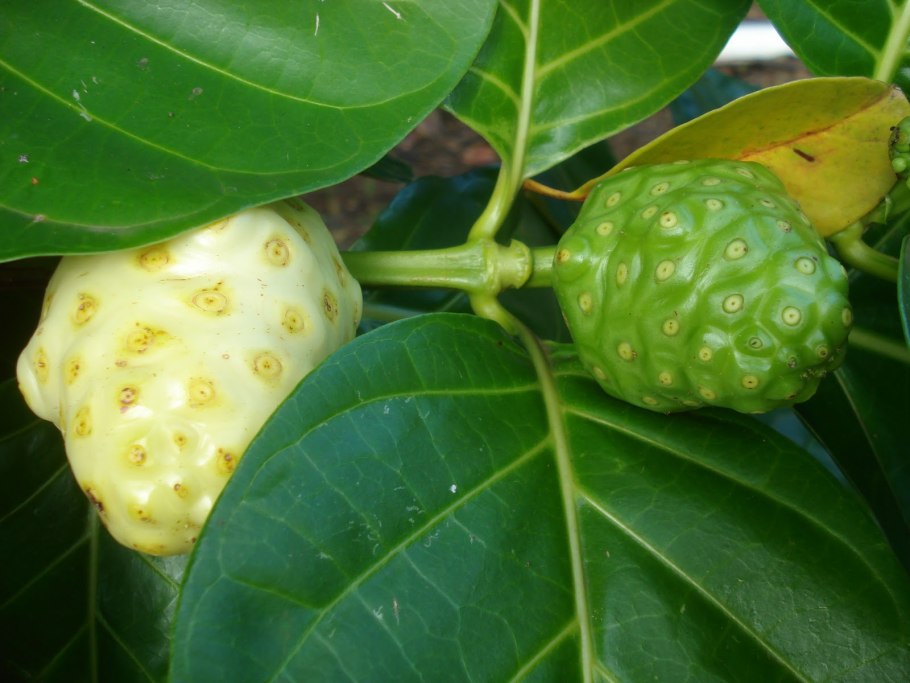Тайский фрукт нони