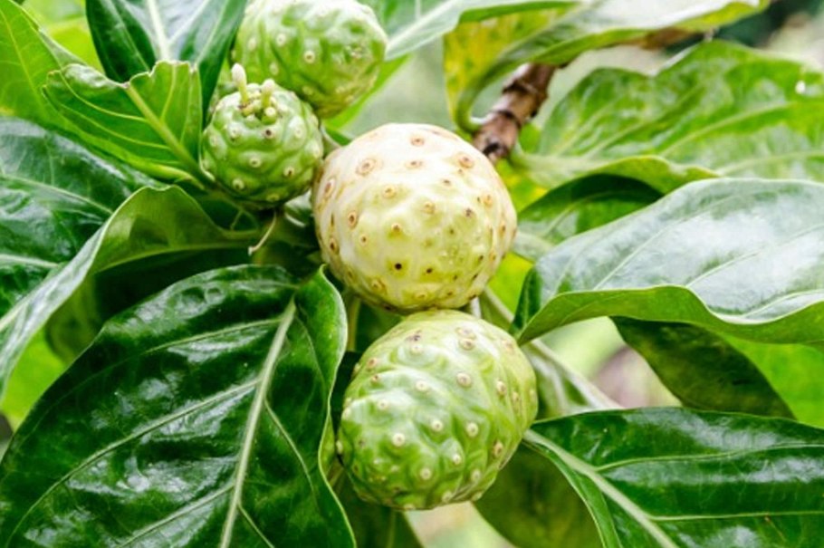 Моринда (Morinda)