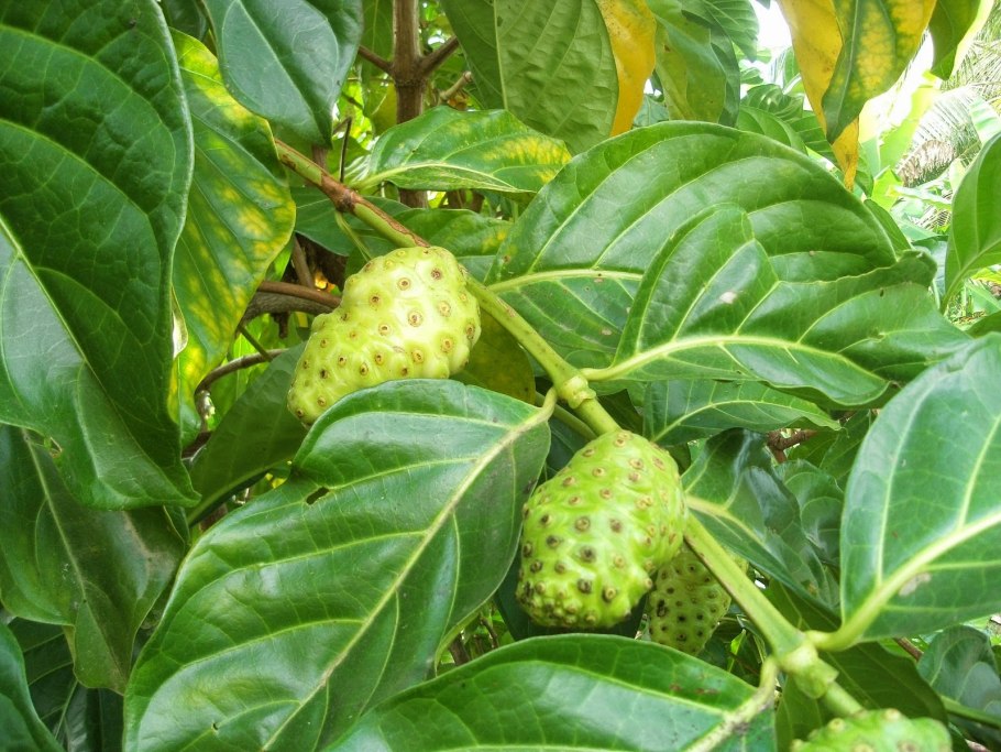 Моринда Цитрифолия