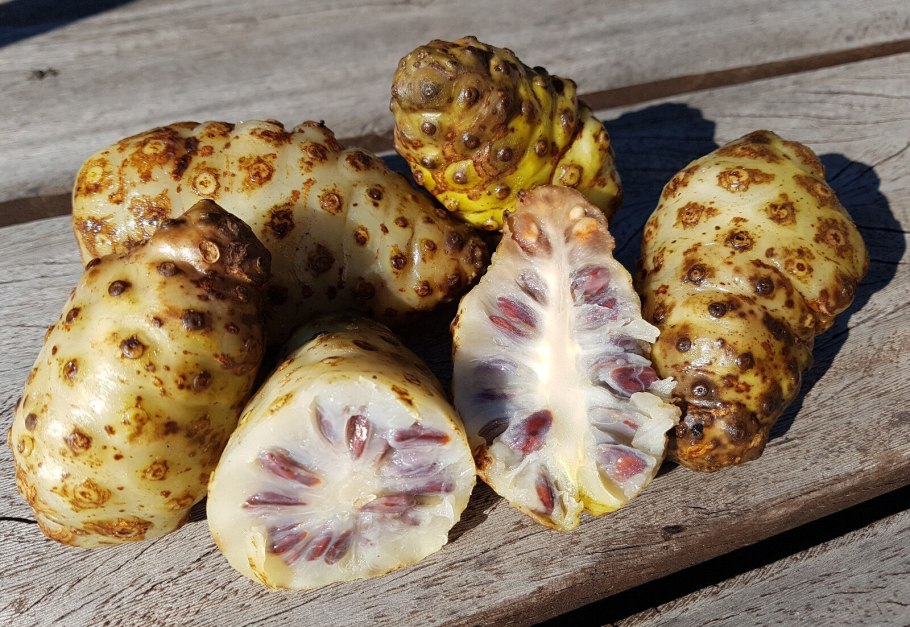 Моринда цитрусолистная