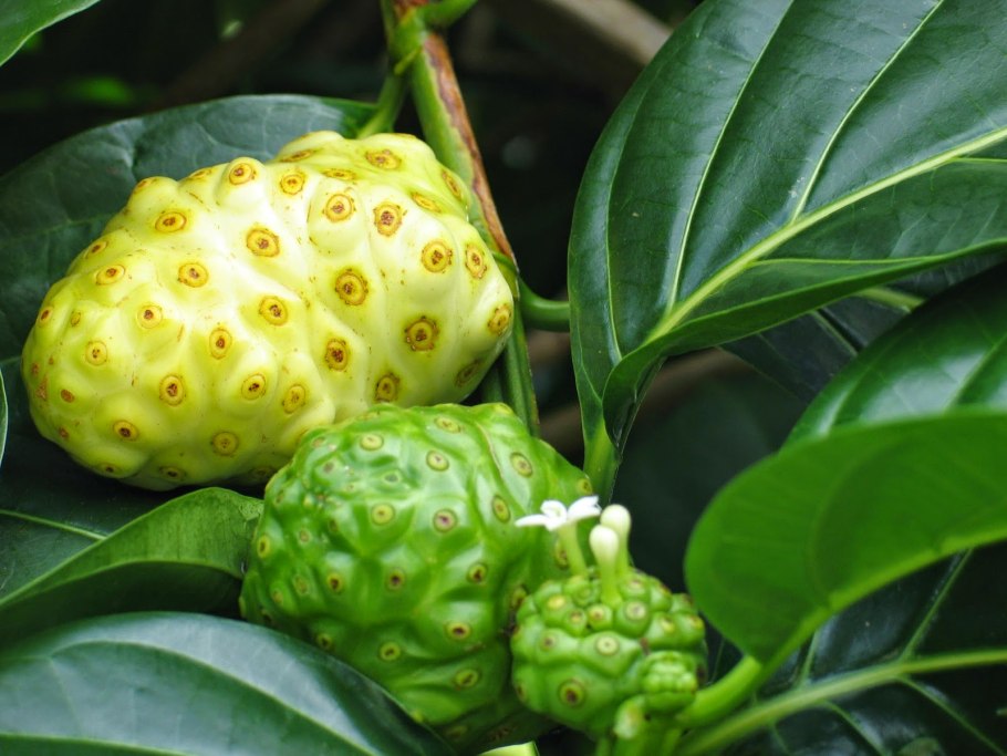 Нони - Моринда цитрусолистная