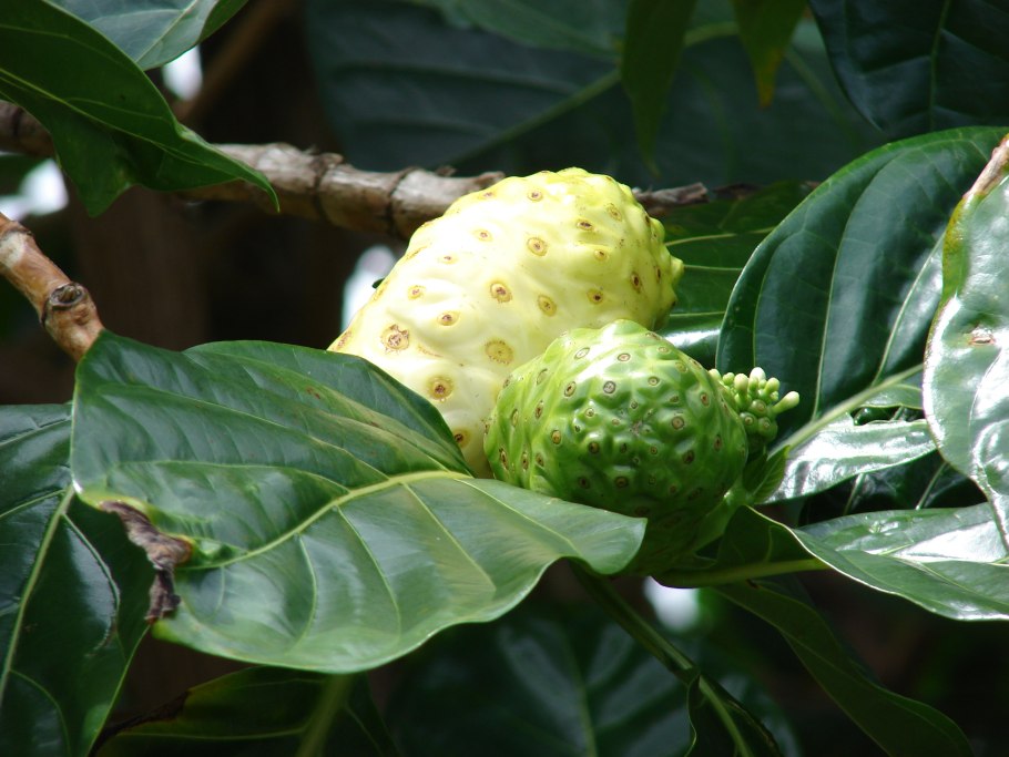 Моринда цитрусолистная