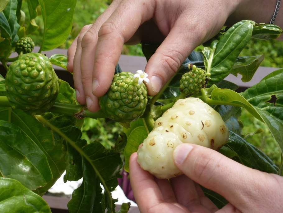 Моринда цитрусолистная