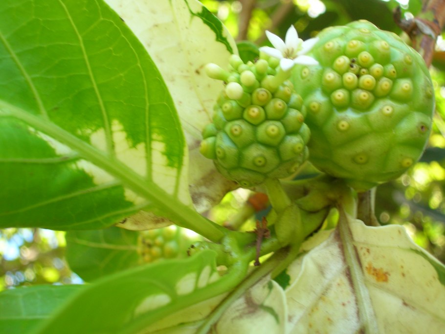 Нони (Morinda citrifolia) в косметике