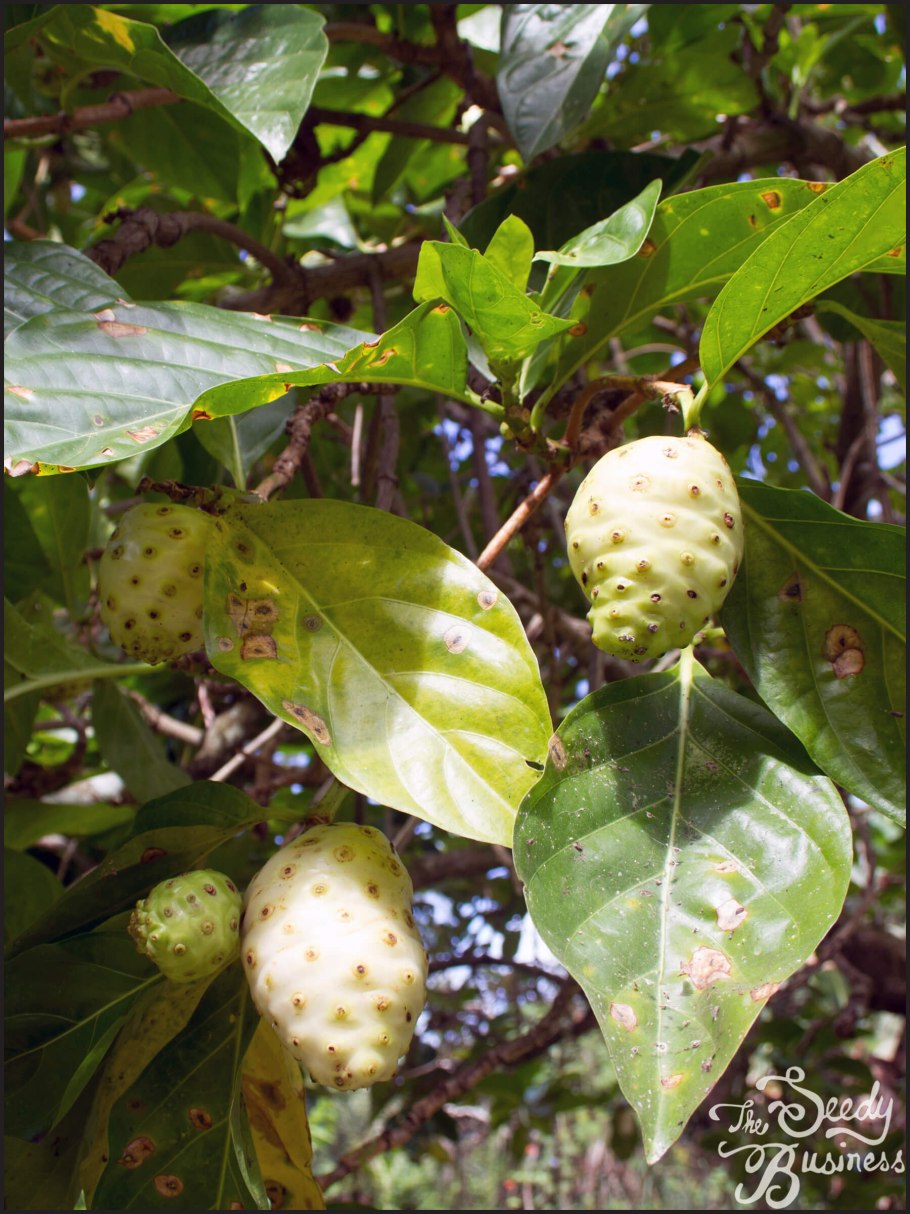 Фрукт нони фоны