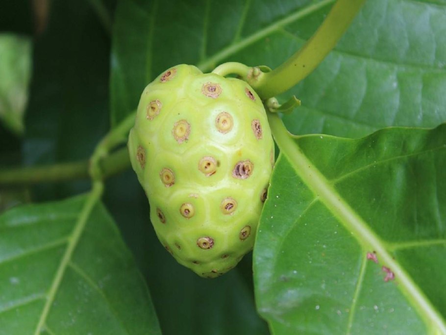 Нони (Morinda citrifolia) в косметике