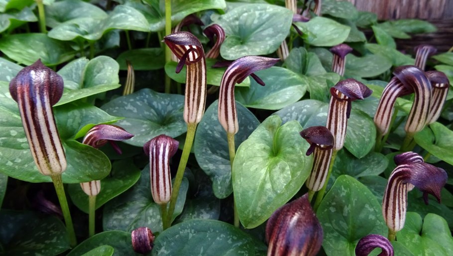 Аризарум в гомеопатии