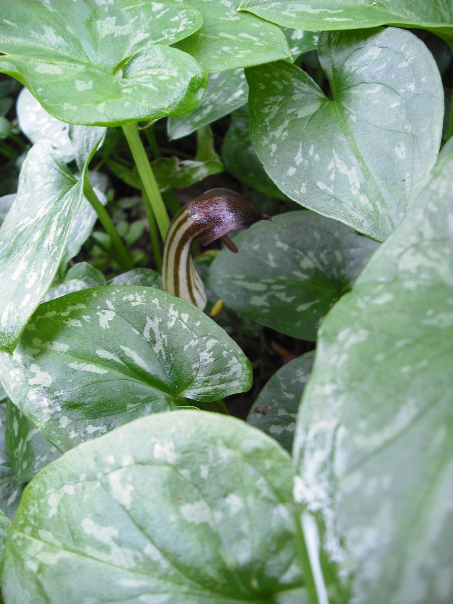 Аризема белоснежнейшая