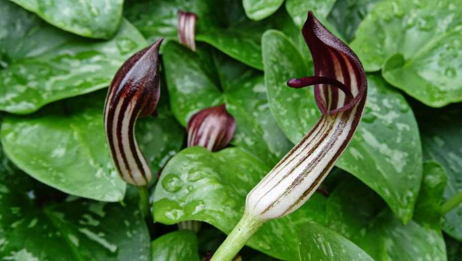 Аризарум фото