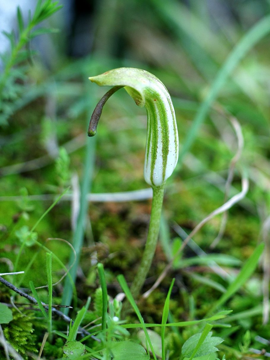 Аризема белоснежнейшая