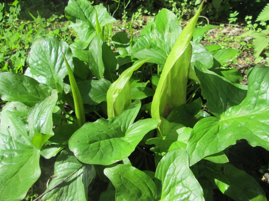 Голубой Олеандр драконы